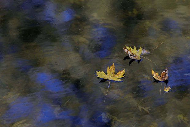 101314bp-fall-color-package-13